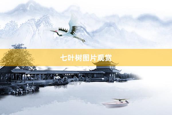 七叶树图片观赏